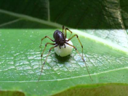 A rare Scytodes fusca spider found in Navegaon Bandh; First time recorded in Maharashtra | नवेगावबांधमध्ये आढळला दुर्मीळ सायटोड्स फस्का कोळी; महाराष्ट्रातील पहिलीच नोंद