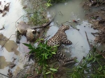 Leopard and monkey died due to electric shock in Gadchiroli district | गडचिरोली जिल्ह्यात बिबट व वानराचा विजेच्या धक्क्याने मृत्यू