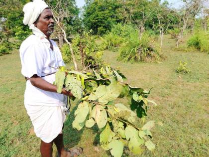 Farmers of Silk farming are in crisis | रेशीम शेती शेतकरी सुलतानी संकटात