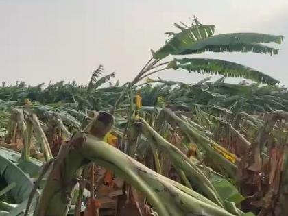 House collapse and one and a half acres of banana crop land destroyed due to stormy wind | वादळी वाऱ्यामुळे घराची पडझड अन् दीड एकर केळी जमीनदोस्त