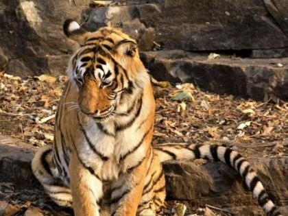 High Court: refuses to give an interim order to keep T-1 tigress alive | हायकोर्ट : टी-१ वाघिणीला जिवंत ठेवण्याचा अंतरिम आदेश देण्यास नकार