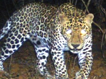 Leopard imprisonment in forest department's trap camera; Calf hunting | वन विभागाच्या ट्रॅप कॅमेऱ्यात बिबट्या कैद; वासराची केली शिकार