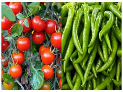 Tomatoes, green chillies @ 150! Due to the rain, the vegetables became bitter | टोमॅटो, हिरवी मिरची @ १५०!  पावसामुळे भाजीपाला कडाडला 