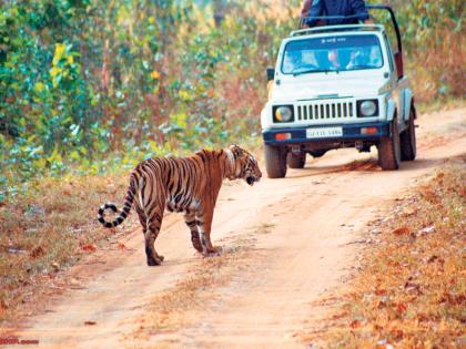 Tadobat tiger safari all day now! | ताडोबात आता दिवसभर व्याघ्रसफारी!