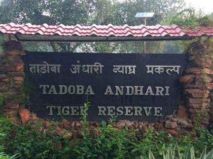 Wildlife count: 33 tigers, 16 leopards and 25 bears were found in Tadoba | Chandrapur: वन्यप्राणी गणना : ताडोबात आढळले ३३ वाघ, १६ बिबटे आणि २५ अस्वल