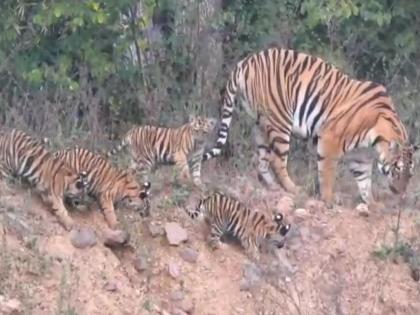 Tiger is enticing tourists with four chicks in Tadoba | ताडोबातील वाघीण चार पिल्लांसह पर्यटकांना घालत आहे भुरळ 