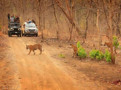  Even though there are six tiger reserves in the state, tourists are waiting to see the Tadoba-dark tigers  | ताडोबा, टिपेश्र्वर अभयारण्याला पर्यटकांची पसंती; दऱ्या, खोऱ्यामुळे मेळघाट व्याघ्र प्रकल्पाकडे पाठ