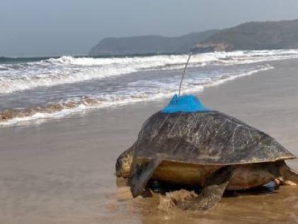 500 sea turtles will be tagged in Konkan, information on migration will come to light | कोकणात ५०० समुद्री कासवांना लावणार टॅग, स्थलांतराची माहिती येणार उजेडात