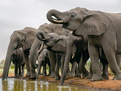 Leave the elephants in Gadchiroli in Tadoba .. but don't send them to Gujarat .. Ministers and MPs also took to the field | गडचिरोलीतील हत्तींना ताडोबात सोडा.. पण गुजरातमध्ये पाठवू नका.. मंत्री व खासदारही उतरले मैदानात