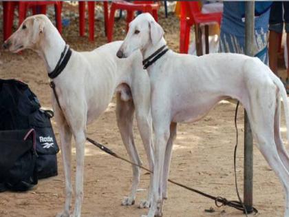 Dog lovers cheated in the name of dog race at Takli in Miraj taluka of Sangli district | सांगली: टाकळीत कुत्र्यांच्या शर्यतीच्या नावावर श्वानप्रेमींची फसवणूक, जमावाने आयोजकास चोपले