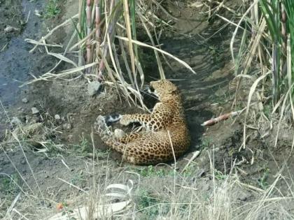 A 15-day seated in a leopard cage in the premises of Karjuleharya area | १५ दिवसापासून कर्जुलेहर्या परिसरात धुमाकूळ घालणारा बिबट्या पिंज-यात जेरबंद