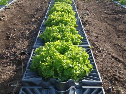 Promotion of organic farming at the Israeli Technical Agricultural Center, soon in Goa | गोव्यात लवकरच इस्रायली तंत्रज्ञान कृषी केंद्र, सेंद्रीय शेतीला प्रोत्साहन 