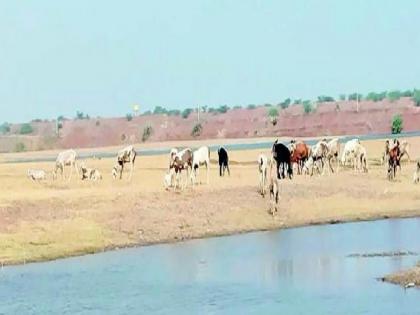 19 lakes dry in drought stricken taluka of Sangli district | Sangli: कृष्णा, वारणेला पूर, दुष्काळी तालुक्यात १९ तलाव कोरडे