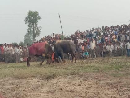 buffalo fights, traditional tournaments, crowds of thousands of citizens in amrawati | रंगली रेड्यांची झुंज, पारंपरिक स्पर्धा, हजारो नागरिकांची गर्दी