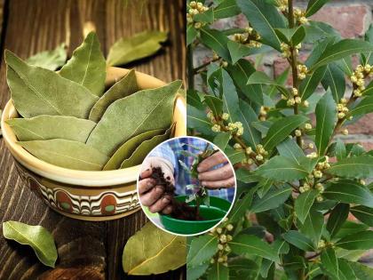 घर पर उगाएं तेज पत्ता: अपनी बालकनी के लिए एक संपूर्ण गाइड