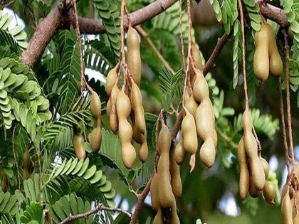  That tamarind tree ... | ते चिंचेचे झाड...