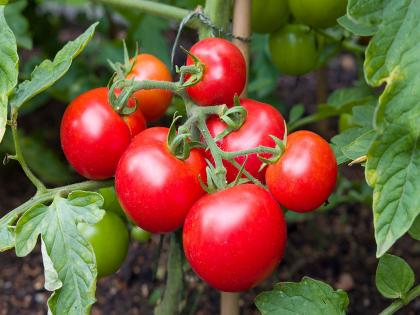 7 lakhs in 1 acre of tomato cultivation income for farmer | टोमॅटो डाळिंबावरही पडले भारी; लाडसावंगी येथे १ एकरात जवळपास सात लाखांचे उत्पन्न