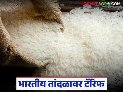 Latest News Trump Tariff Donald Trump hints that Indian rice will not be left without tariffs | तर भारतीय तांदळावर टॅरिफ लागल्याशिवाय राहणार नाही, डोनाल्ड ट्रम्प यांचे संकेत Latest News Trump Tariff Donald Trump hints that Indian rice will not be left without tariffs | तर भारतीय तांदळावर टॅरिफ लागल्याशिवाय राहणार नाही, डोनाल्ड ट्रम्प यांचे संकेत