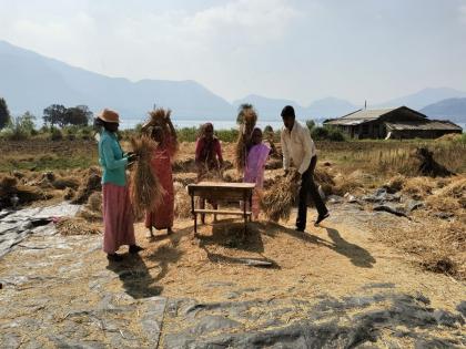 Paddy threshing in Malshej valley was in the final stages of unseasonal weather, 'Indrayani' turned black. | माळशेज खोऱ्यात भात झोडणी अंतिम टप्प्यातच अवकाळीच्या झळा, ‘इंद्रायणी’ झाला काळा