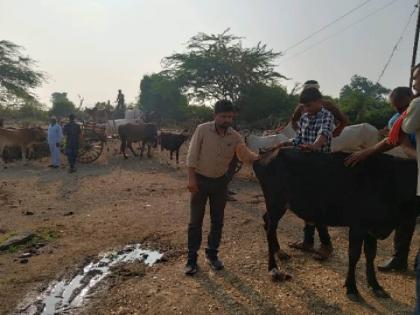 About 1369 sterility screening of 23936 animals from camp in jalgaon | पशुसंवर्धन विभागामार्फत १३६९ शिबिरातून २३९३६ जनावरांची वंध्यत्व तपासणी