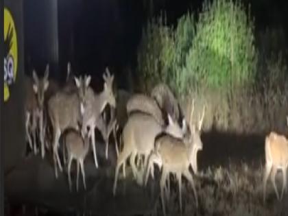 Tara Tigress: तारा वाघिणीसाठी चांदोलीच्या जंगलात तब्बल ७९ चितळ सोडले