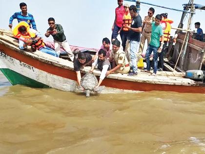 The aquarium 'star' again in the theater of nature | मत्स्यालयातील ‘तारा’ पुन्हा निसर्गाच्या सान्निध्यात