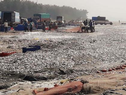 The third day to collect the salvation, the time to take the fish with JCB | तारली गोळा करण्यासाठी उजाडला तिसरा दिवस, जेसीबीच्या सहाय्याने मासळी ओढण्याची वेळ