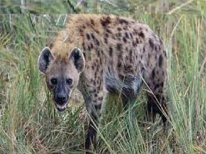 Hyenas If there is no leopard in the Nandwal area of ​​Kolhapur | कोल्हापूर: नंदवाळ परिसरात बिबट्या नव्हं तर तरस; वन विभागाकडून खुलासा