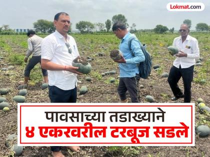 Unseasonal rains rot watermelons on 4 acres; farmer's dream shattered by loss | अवकाळी पावसाच्या तडाख्याने ४ एकरवरील टरबूज सडले; नुकसानीने शेतकऱ्याचे स्वप्न भंगले Unseasonal rains rot watermelons on 4 acres; farmer's dream shattered by loss | अवकाळी पावसाच्या तडाख्याने ४ एकरवरील टरबूज सडले; नुकसानीने शेतकऱ्याचे स्वप्न भंगले