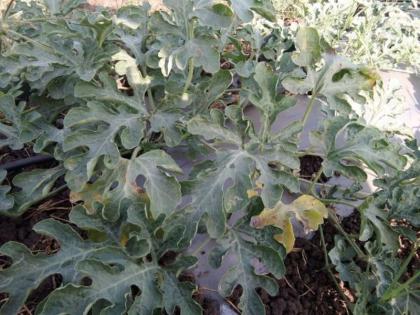 Inflammation of fungal disease in melon | तळोद्यात टरबूजावर बुरशीजन्य रोगाचा प्रादुर्भाव Inflammation of fungal disease in melon | तळोद्यात टरबूजावर बुरशीजन्य रोगाचा प्रादुर्भाव