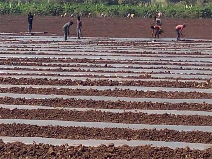 Velocity of watermelon in Taloda taluka | तळोदा तालुक्यात टरबूज लागवडीला वेग