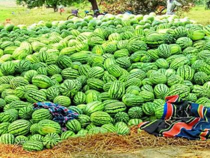 Eight kg watermelon for 20 rupees | काय सांगता..? २० रुपयांत तब्बल आठ किलो टरबूज