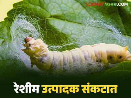 latest News Sericulture Farming Unseasonal rains, climate change, high humidity lead to disease outbreak in silkworms | रेशीम अळ्यांनी शेतकऱ्यांची साथ सोडली, रेशीम शेतीसमोर नवं संकट आलं, वाचा सविस्तर latest News Sericulture Farming Unseasonal rains, climate change, high humidity lead to disease outbreak in silkworms | रेशीम अळ्यांनी शेतकऱ्यांची साथ सोडली, रेशीम शेतीसमोर नवं संकट आलं, वाचा सविस्तर