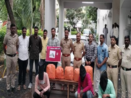 Inter-state ganja smuggling gang busted, worth Rs 14 lakh seized in Sangli | Sangli: गांजाची तस्करी करणारी आंतरराज्यीय टोळी जेरबंद, १४ लाखांचा मुद्देमाल जप्त 