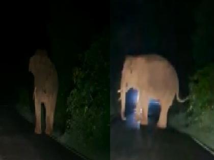 A huge tusker car suddenly came in front on Amboli road on Belgaum-Sawantwadi state highway | video..अन् अचानक कार समोर आला महाकाय टस्कर, कार चालकाची उडाली भंबेरी