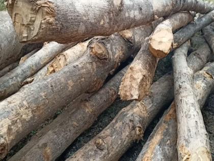 four arrested smuggling teak wood from truck full of brinjal | वांगी भरलेल्या ट्रकमधून सागवानाची तस्करी; चौघांना अटक