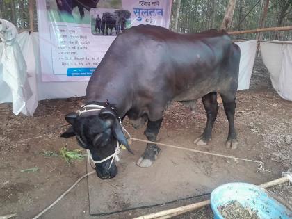 51 lakhs 'Sultan' attraction at National Agricultural Exhibition at Amravati | अमरावती येथे राष्ट्रीय कृषि प्रदर्शनात ५१ लाखांचा ‘सुलतान’ आकर्षण 