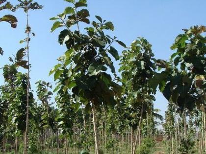 2.62 crore trees will be planted in Nagpur division | नागपूर विभागात लागणार २.६२ कोटी वृक्ष