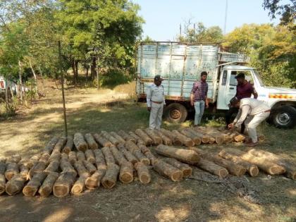 Maharashtra-Madhya Pradesh inter-state teakwood smuggling; no questioning of the suspects arrested from paratwada | वनगुन्हा नाही, संशयितांची चौकशी नाही; आंतरराज्य सागवान तस्करीत ‘सब गोलमाल है’