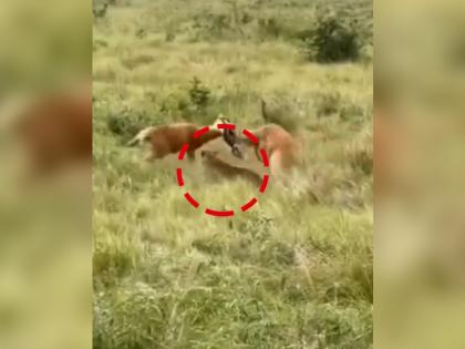 leopard hunt deer when two deer where fighting video goes viral on internet | Viral Video: दोघांचे भांडण तिसऱ्याचा लाभ! दोन हरणांचं झालं भांडण, बिबट्याने घेतला फायदा अन् केली शिकार