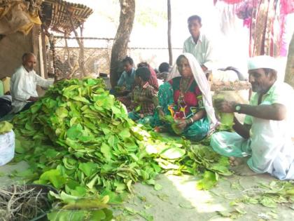 Villagers get employed through Tendupatta in mangrulpir | तेंदूपत्त्याने दिला मजुरांना रोजगार! 