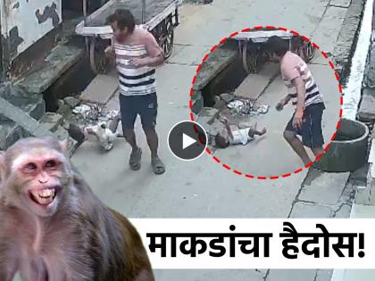 २ वर्षांच्या मुलीवर माकडांचा हल्ला; वडिलांसमोर छतावरुन खाली पडली, धडकी भरवणारा Video