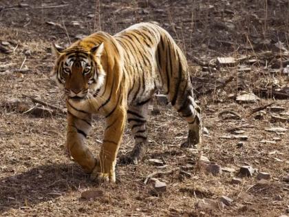 The blind faith in Melghat: the flower fell, now the lion will come in the village! | मेळघाटातील अंधश्रद्धा : फूल गिर गया, अब गाव मे शेर आयेगा!