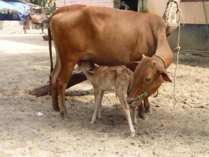 The quarantine of that 'cow' in the capital was avoided! | अन् उपराजधानीतील त्या ‘गाई’चे क्वारंटाईन होणे टळले! 