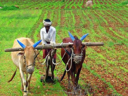 507 rain-damaged farmers in Thane district have paid millions in their bank accounts since Monday! | ठाणे जिल्ह्यातील ५०७ अतिवृष्टी नुकसानग्रस्त शेतकऱ्यांच्या बँक खात्यात सोमवारपासून लाखोंची भरपाई!