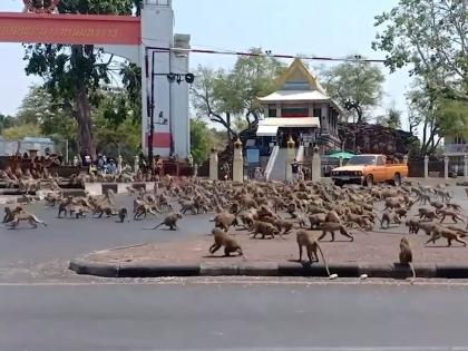 Hundreds of wild monkeys terrorise Thai city in search of food after coronavirus drives tourists away kkg | VIDEO: कोरोनाचा माकडांना फटका; एका केळ्यावरुन भररस्त्यात राडा