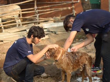 116 animals were rehabilitated 30 were adopted cap presented a year report | ११६ प्राण्यांचे झाले पुनर्वसन, तर ३० प्राण्यांना घेतले दत्तक; कॅपने सादर केला एका वर्षाचा लेखाजोखा