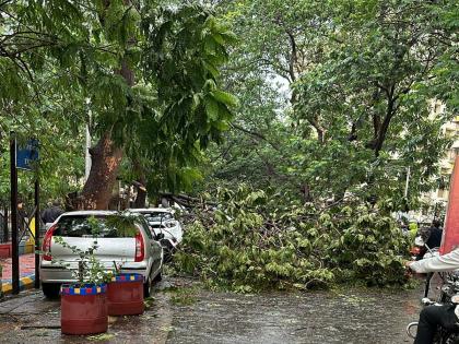 Thane: 88 trees uprooted in Thane city, tree authority department woke up late | Thane: ठाणे शहरात ८८ वृक्ष उन्मळून पडली, वृक्ष प्राधिकरण विभागाला आली उशिराने जाग