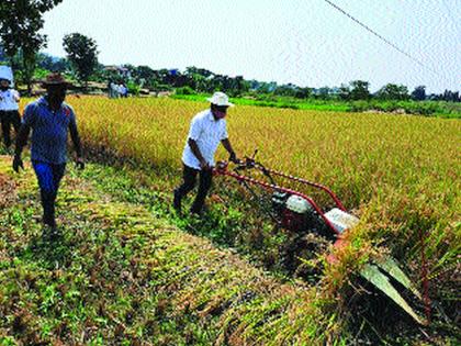 Paddy harvesting was done for the first time in Thane district | ठाणे जिल्ह्यात प्रथमच झाली यंत्राद्वारे भातकापणी