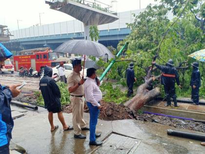 Thane: A tree fell outside the Chief Minister Eknath Shinde's bungalow in Thane | Thane: मुख्यमंत्र्यांच्या ठाण्यातील बंगल्याबाहेर पडले झाड